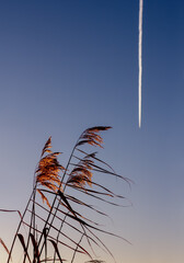 Golden reeds on the lake waving to an airplane flying by. The concept of freedom, lightness, flight. Vertical photo.