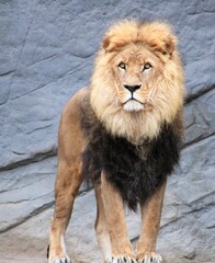 An adult lion stands in the zoo