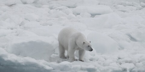 Polar bear walks on white snow