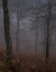 Gesta mgła brzozy we mgle Glen Lyon2 - obrazy, fototapety, plakaty