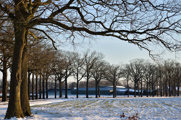 Snow covered trees beside a rural road and open fields in the Netherlands