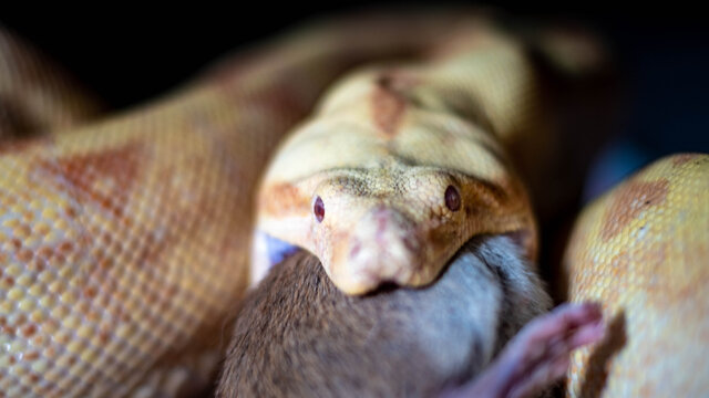 boa constrictor eats a rat. high quality close up photo