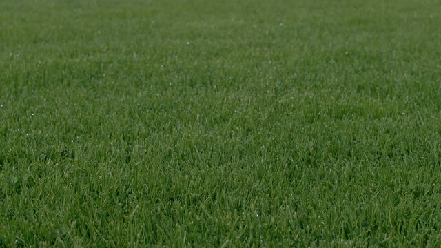 Close up black and white soccer football ball rolling on the green grass of turf field pitch in front of the camera, low angle view, 4K slow motion