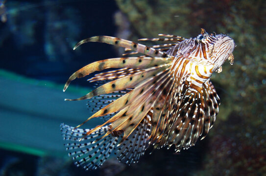 Beautiful floating lion fish. Zebra lion fish Pterois is a genus of venomous marine fish, commonly known as lionfish, native to the Indo-Pacific.