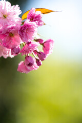 Pink flowers on a blurred background. Cherry blossom. Sakura.