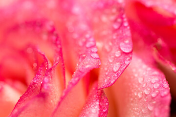 Pink rose flower with water drops. Water drops on rose. Flower background