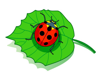 Ladybug on leaf
