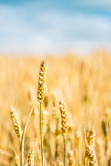 Golden ripe ears of wheat in field during summer, warm day, blue sky, England, UK