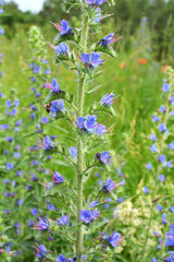 Obraz premium In the field among the herbs bloom Echium vulgare