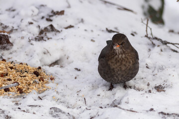 
Vögel an der Winterfütterung