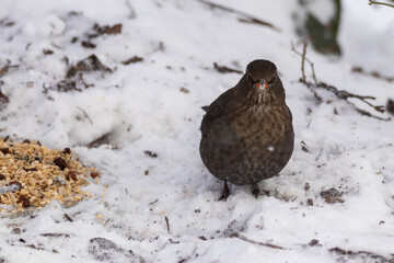 
Vögel an der Winterfütterung