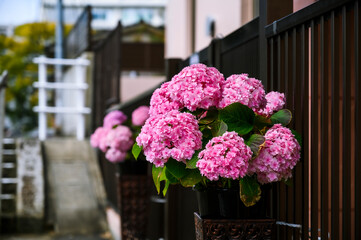 長崎・坂本町に美しい紫陽花