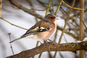 Vögel an der Winterfütterung