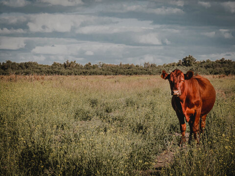 Novillo colorado en el campo en la tarde 