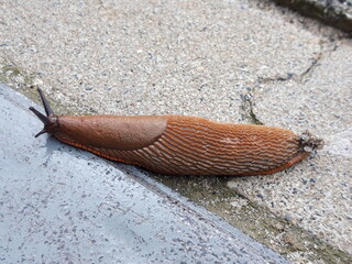 Snail on ground