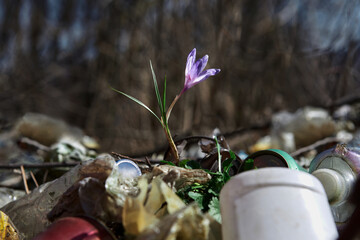flover grew among the mountains of anthropogenic waste. Concept, nature fights pollution