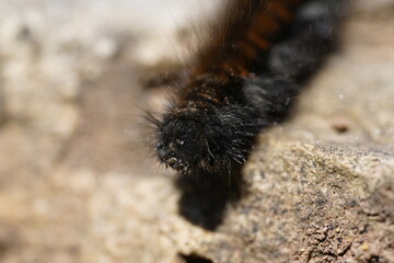 Schwarze Raupe Macro