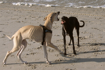 Hunde spielen am Strand