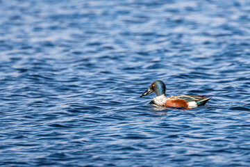 The Mallard Wild Duck (Anas platyrhynchos) on the lake water