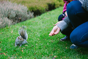 a woman with kids feeding a squirrel in a park from hands, making friends with animals in Ireland - 413357192