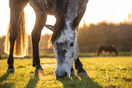Pony grast im Herbstlicht