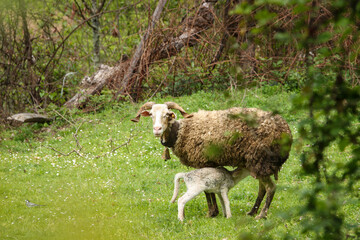 Ovelha amamentando a sua cria na liberdade do campo