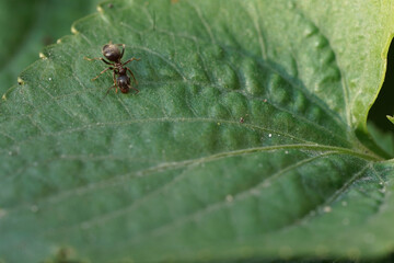 ant on a green leaf 