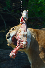 Lion eating fresh meat in a zoo