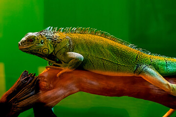 A chameleon is sitting on a tree. A beautiful reptile. lizard in the tropics.