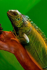 A chameleon is sitting on a tree. A beautiful reptile. lizard in the tropics.