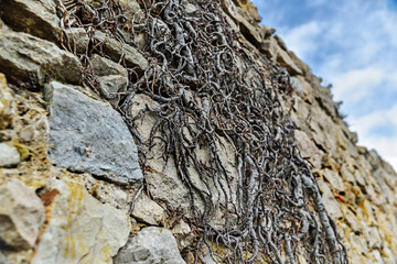 Valencia, Spain: 01.03.2021; The design of root in the rock