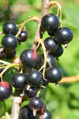 On the bush berries are ripe currant.