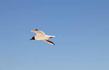 seagull flies over the sea