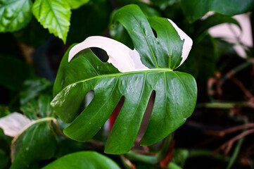Beautiful and odd leave of white variegated monstera on the background of other green plants and branches.