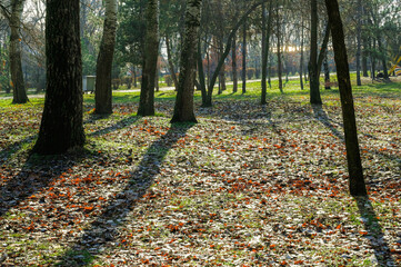 Beautiful early autumn morning in the city park. Green grass breaks through the dry leaves under the cold sun light. No people in the park. 