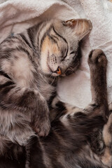 Naklejka na ściany i meble Um gatinho tigrado, peludo, dormindo sobre uma toalha felpuda. 