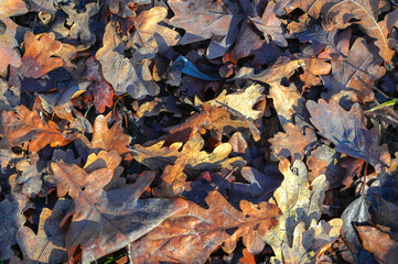 Dry oak leaves background. Beautiful dead tree leaves on the ground in the autumn park. Close up.