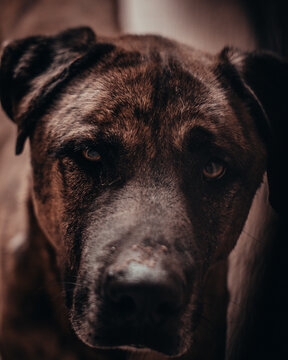 Retrato a perro de perrera