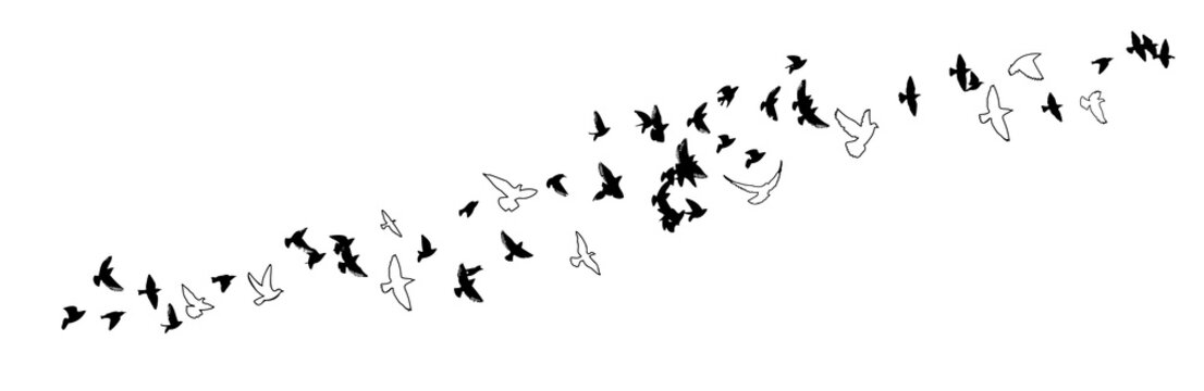 A flock of flying birds. Vector illustration