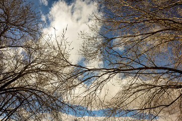 Clouds and Trees