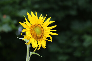 lonely sunflower in the field
