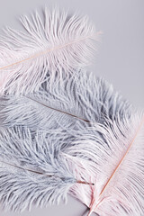 Pink and grey bird feathers on gray background