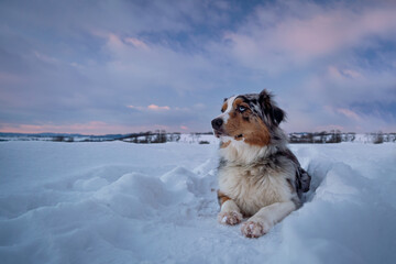 australian shepherd waiting on the snow sunset