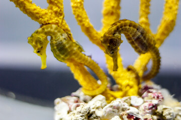 seahorses swimming in an aquarium
