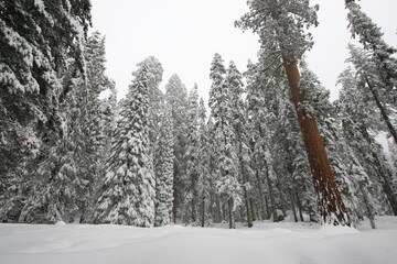 Winter Roads California High Country