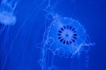 group of jellyfish swimming in an aquarium
