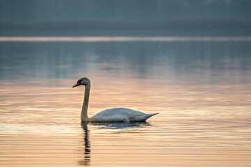 swans Lake sunset winter water bird white