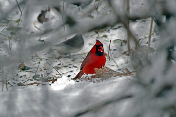 Red Cardinal feeding in winter with snow on beak seen through branches