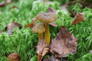 mushrooms in the forest