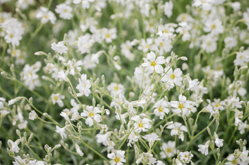 Ornamental flowers of white color on a plant.